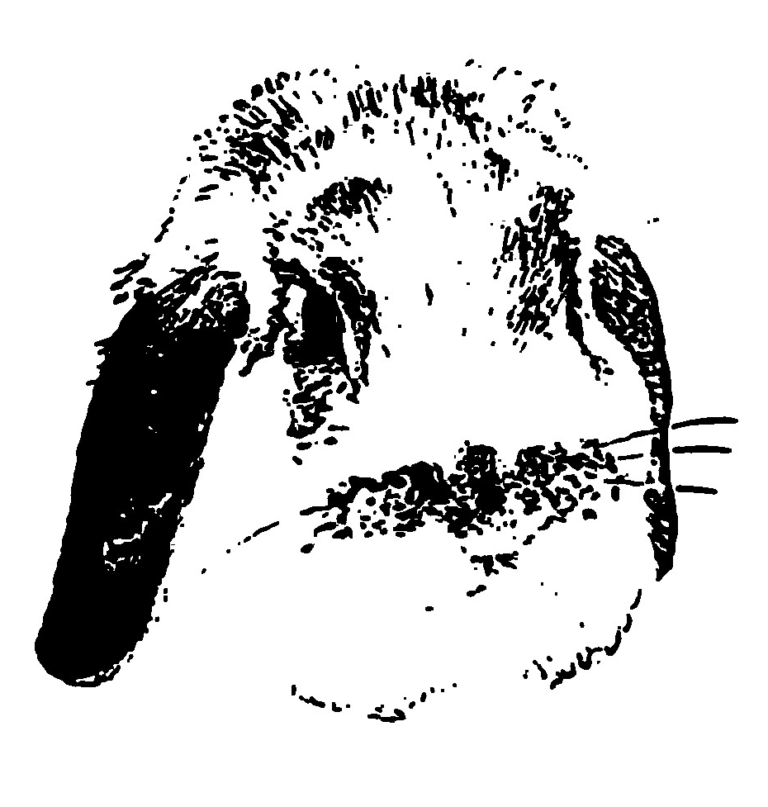 Ted Bunny Bounces Along in “Little Orange Time Machine”