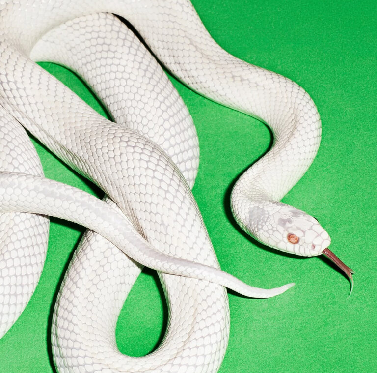 Deftones brings back nostalgic angst with latest single “my mind is a mountain”