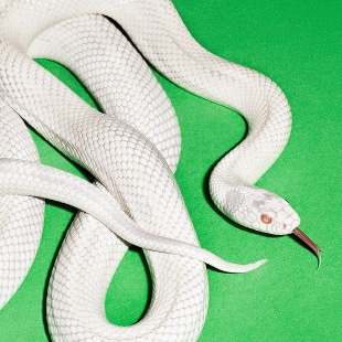 Deftones redefine spiritual depth and emotional vulnerability on ‘private music’ – Album Review