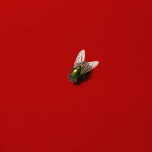 ill peach releases latest single "CULT DADDY" 1